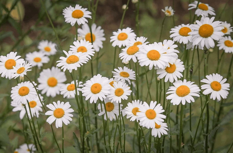 Daisy Flowers in the Garden