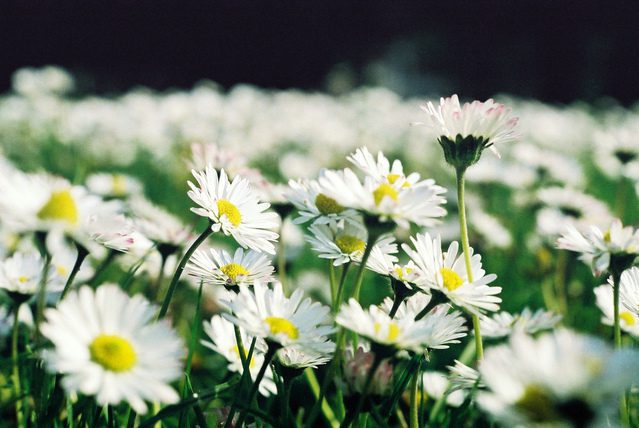Daisies and Daisy Flowers