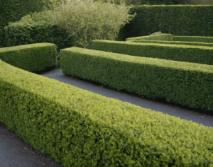 Shaping Your Hedges