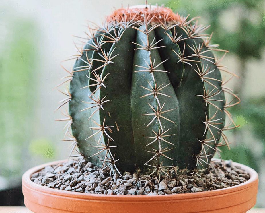 How To Grow A Cactus From Seed