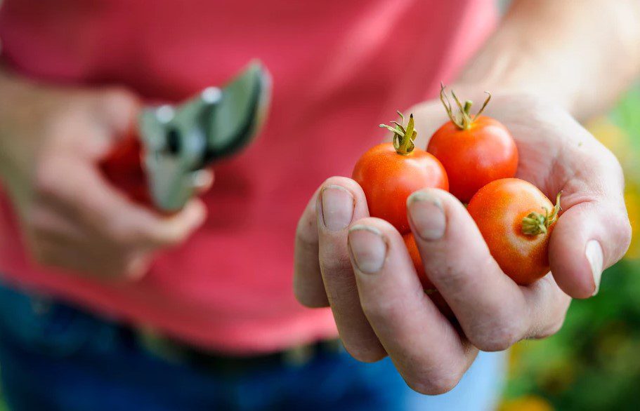 How To Plant Tomato Seeds