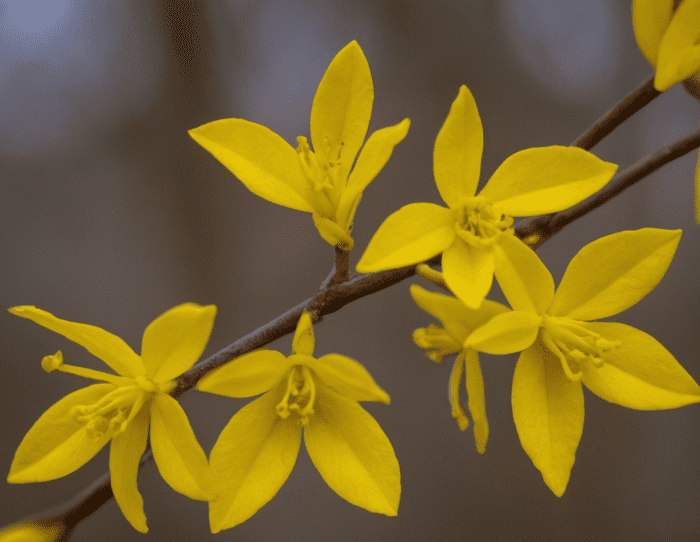 Leaf Curling on Forsythia