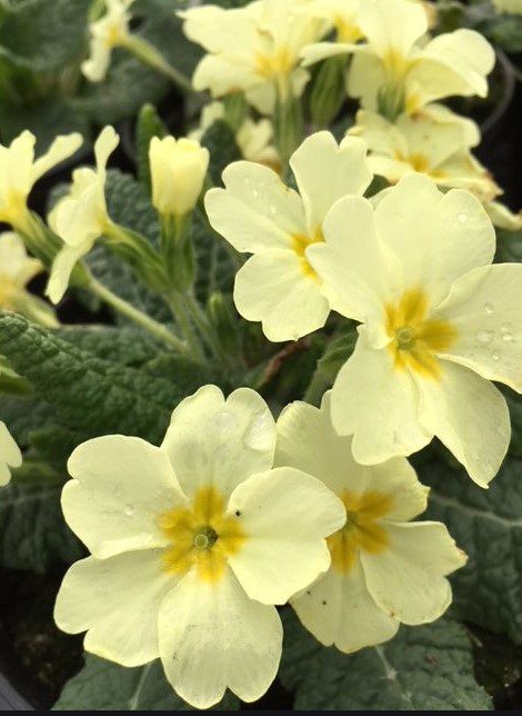 primrose primula vulgaris
