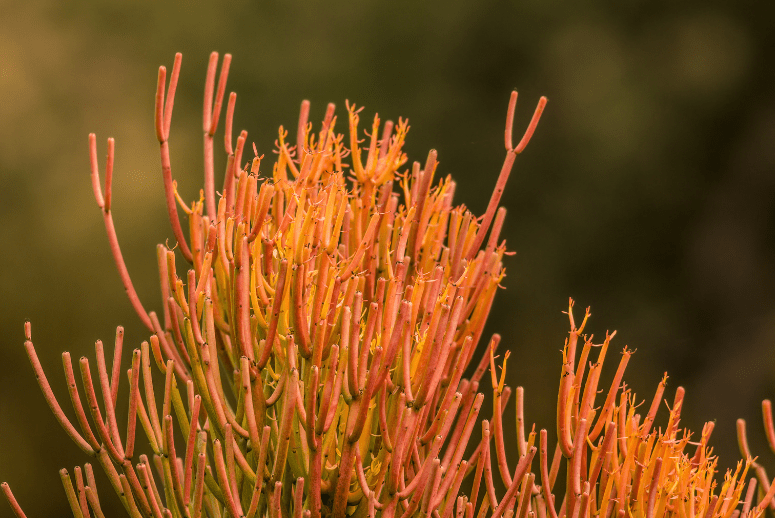 Firestick Plant Euphorbia tirucalli