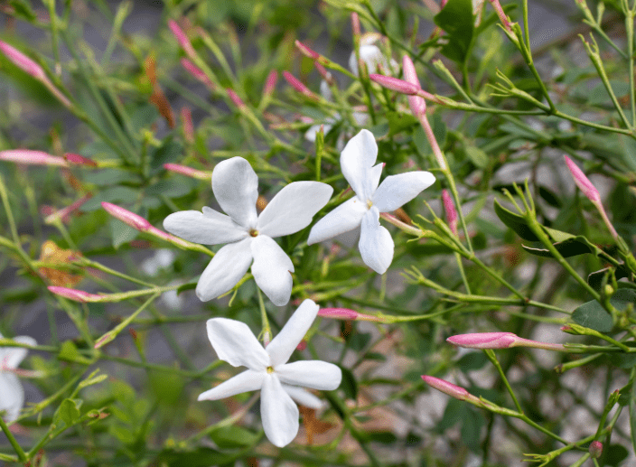 Jasmine Jasminum officinale