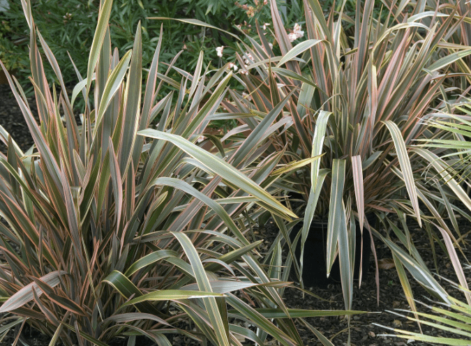 New Zealand Flax Phormium tenax