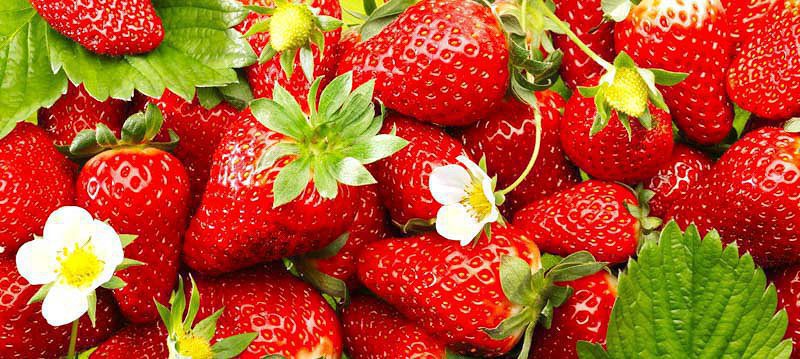 Quinault Strawberries