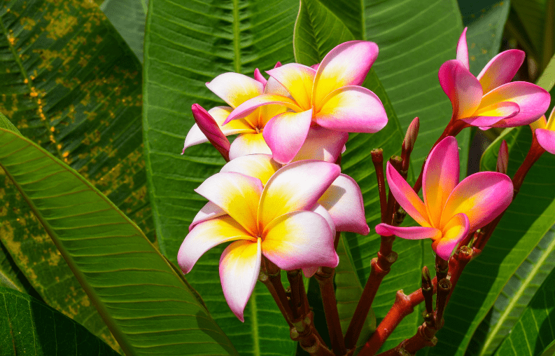 Singapore Plumeria Plumeria obtusa