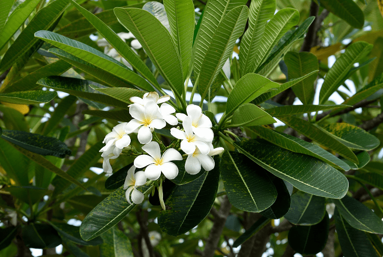 White Plumeria Plumeria alba