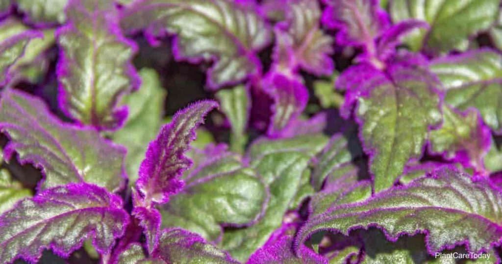 Purple Passion Plant Care