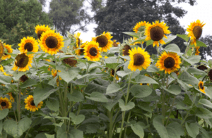 Helianthus Sunflowers