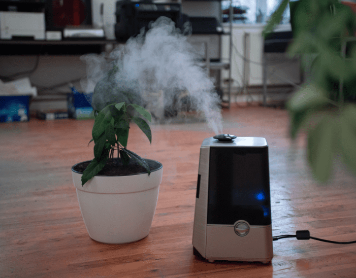 Do Plants Like Humidifiers