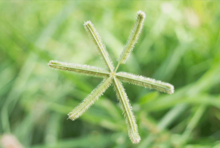 Goosegrass Eleusine indica
