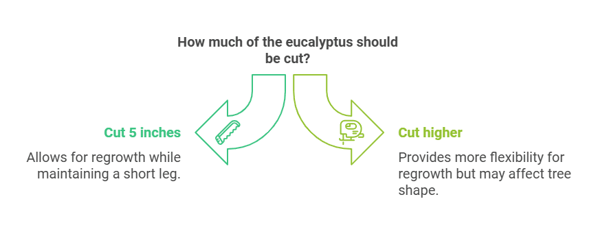 Cut Eucalyptus Cut Eucalyptus