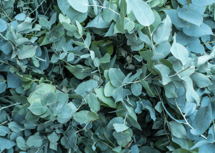 Eucalyptus Pruning Eucalyptus Pruning