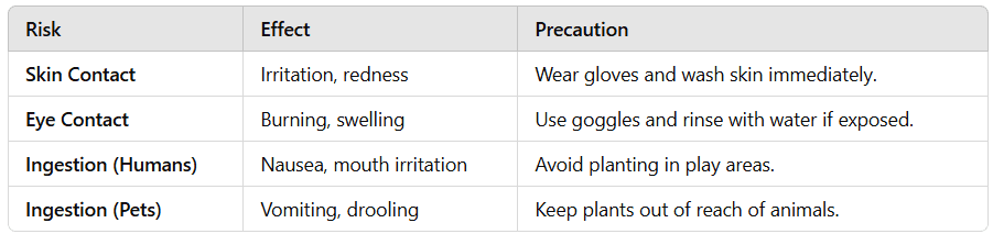 Summary of Euphorbia Toxicity and Safety