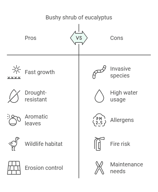 bushy shrub of eucalyptus bushy shrub of eucalyptus