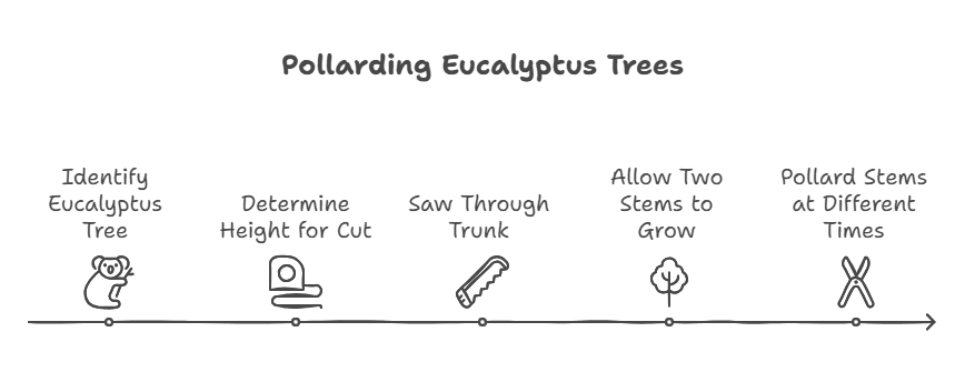 pollard eucalyptus pollard eucalyptus