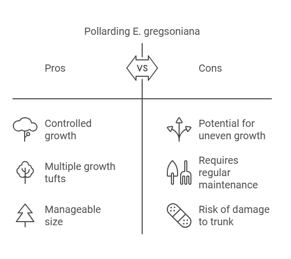 pollarded stem of E. gregsoniana