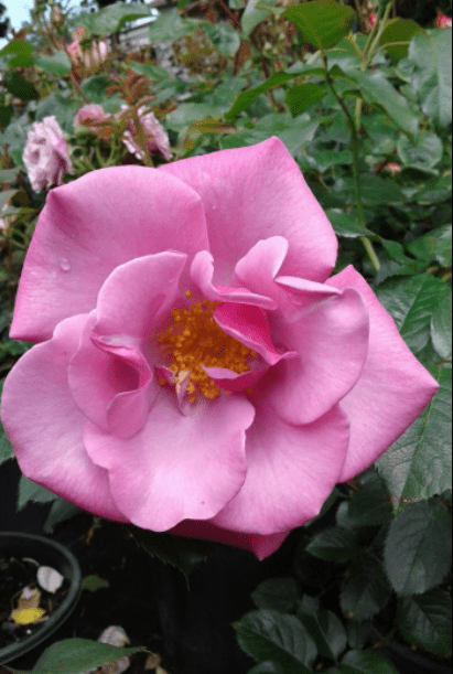 Blueberry Hill rose