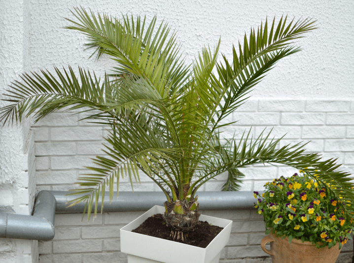 majesty palm majesty palm