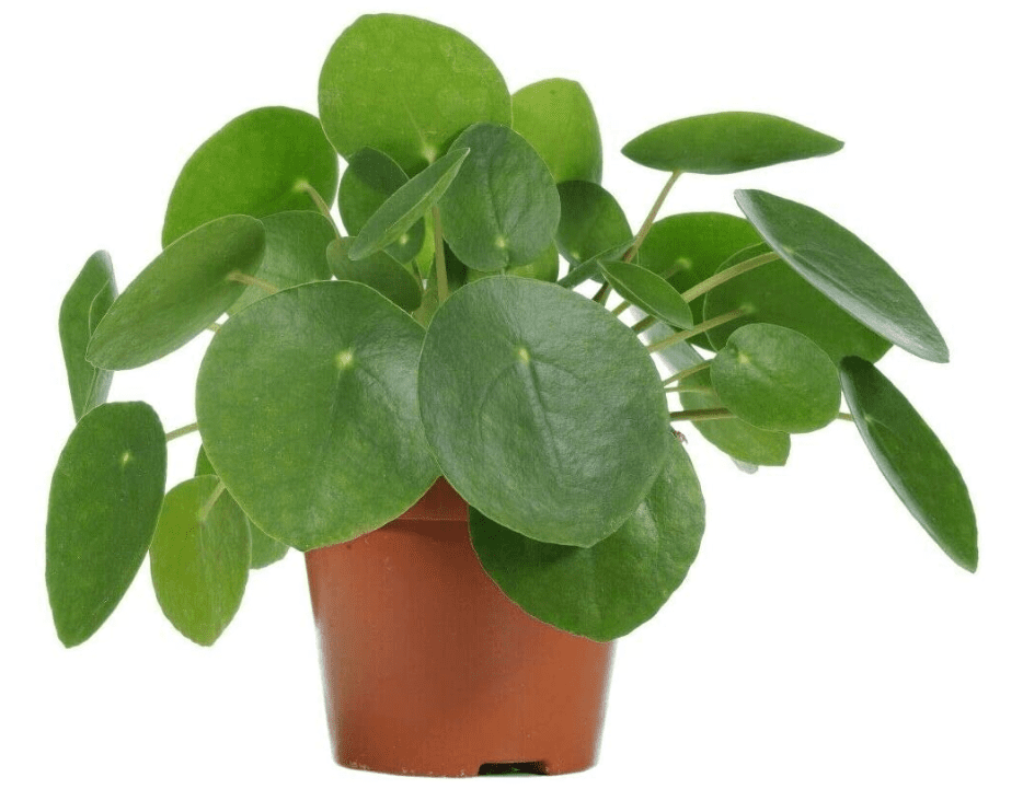 Chinese Money Plant Pilea Peperomioides