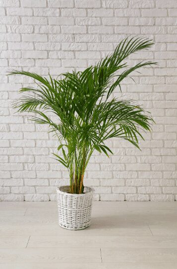 Indoor Areca Palm