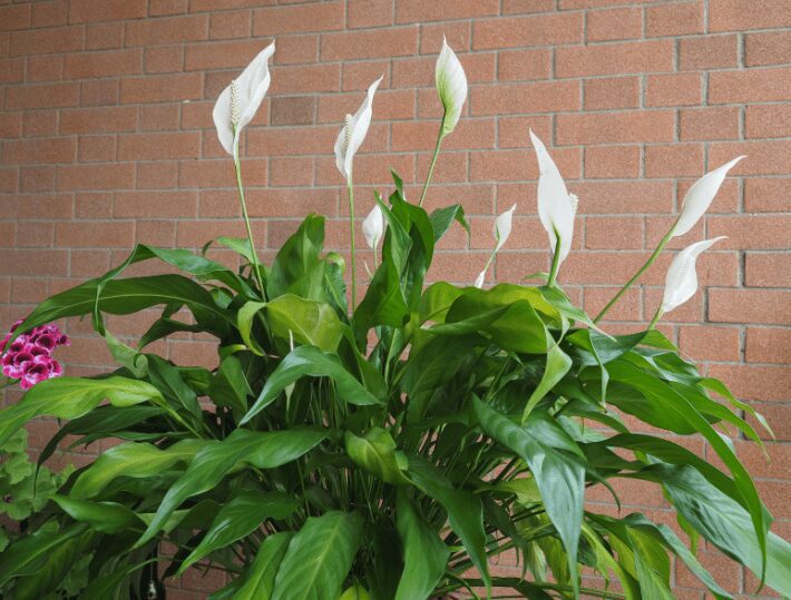 The Peace Lily or Spathiphyllum