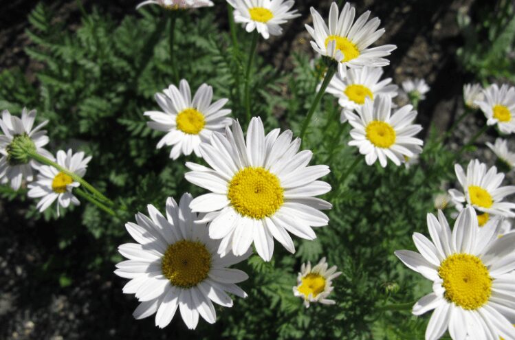 white oxeye daisies