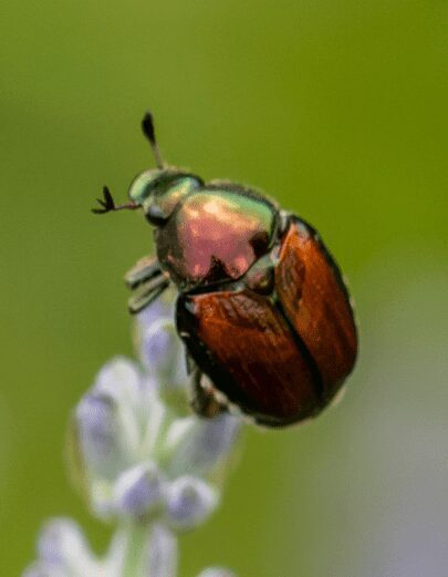 A picture of a June Bug On Lavender