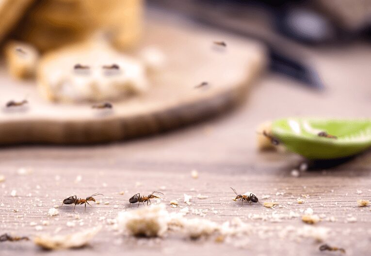 How to Get Rid of Kitchen Ants