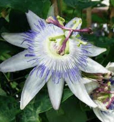 Passiflora'Star of Surbiton'