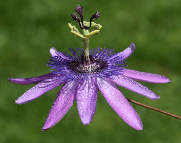 Passiflora Violacea