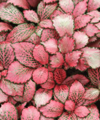 Fittonia Red Star