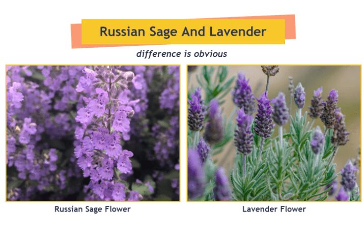 Lavender Vs Russian Sage