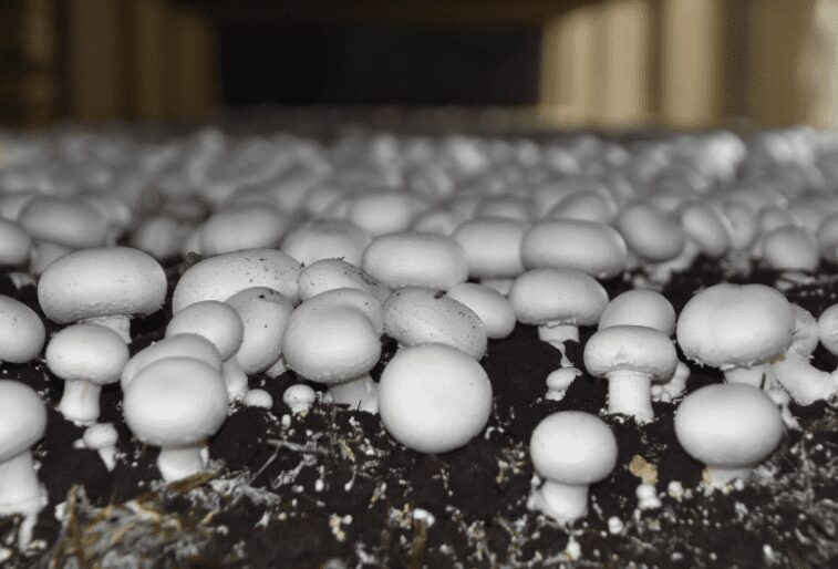 Mushrooms Growing In Yard