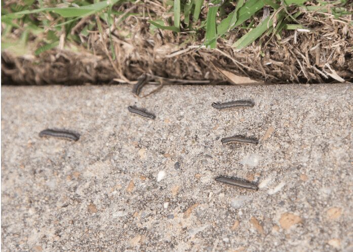 Army Worms