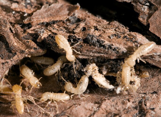Baby Termite