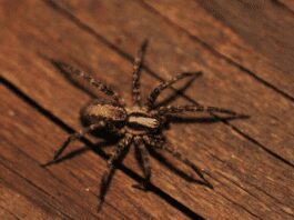How To Prevent Spiders Coming In The House
