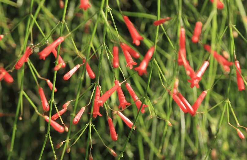 Firecracker plant Russelia equisetiformis