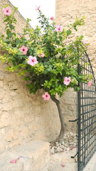 Hibiscus tree with pink flowers