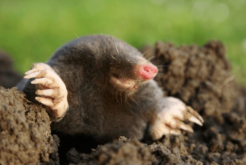 Getting Rid of Moles from Your Lawn