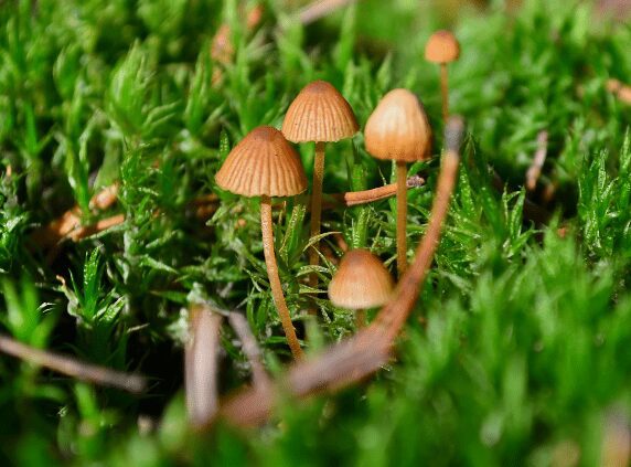 Conocybe and Pholiotina mushrooms