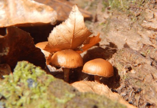 Galerina mushrooms