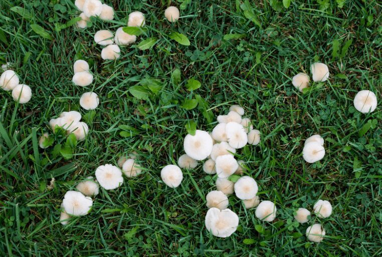 Mushrooms in Lawn