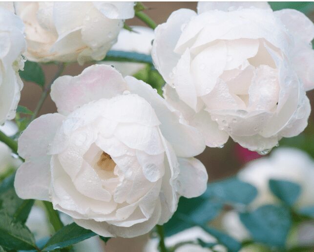 White Floribunda Roses