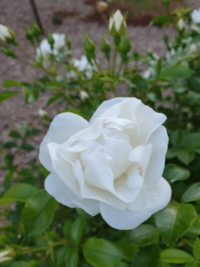 White Hybrid Tea Rose