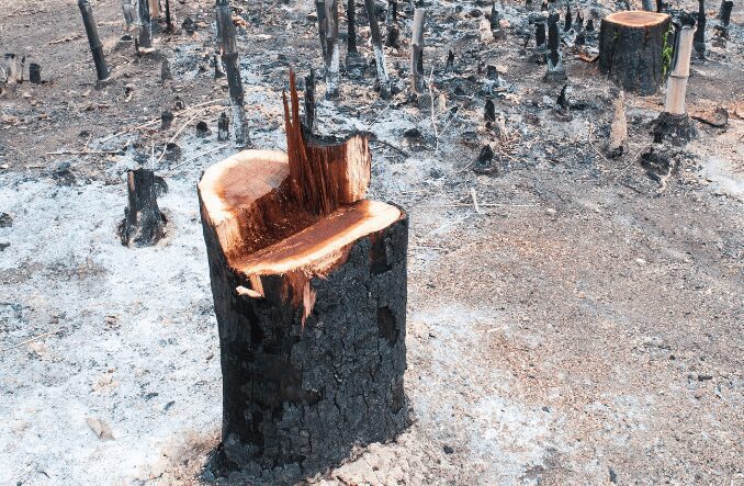 Burning the Stump