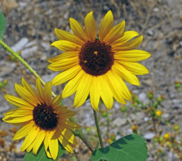 Common Sunflowers