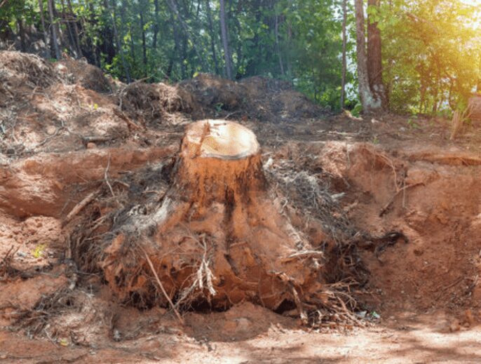 Removing Tree Stumps